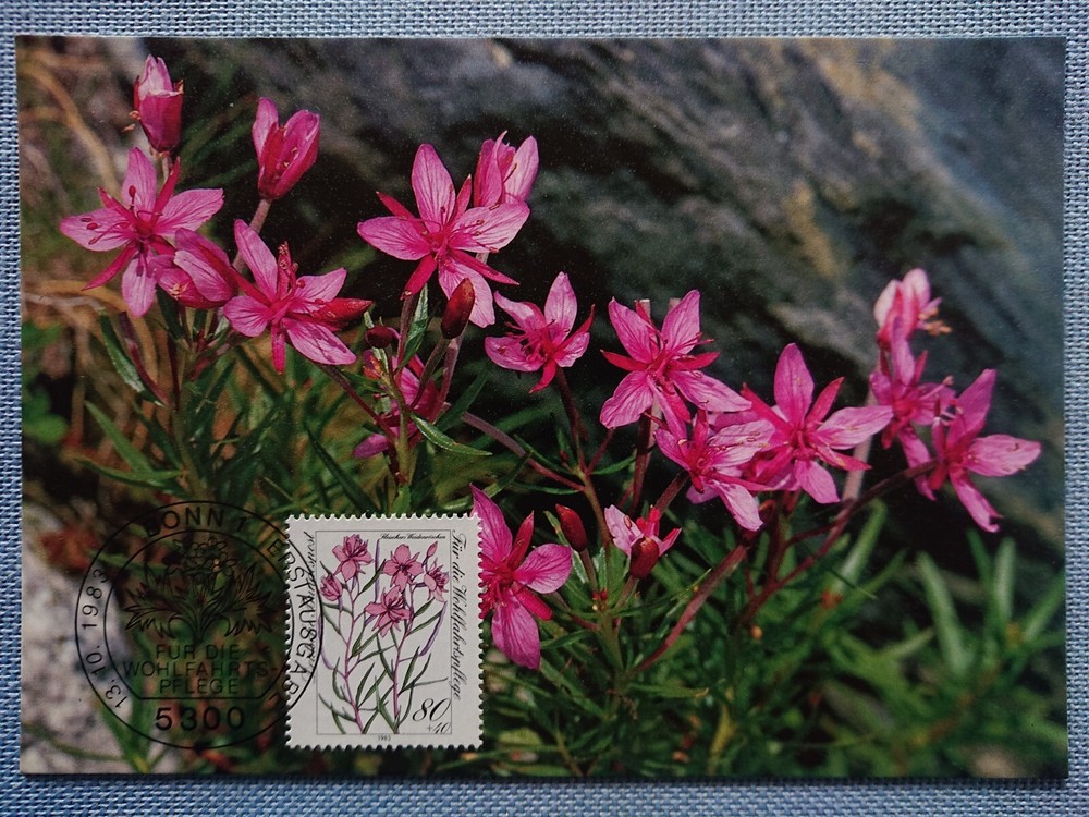 First Day Cover 13 October 1983 Endangered Alpine Flowers Butcher’s Willowherb