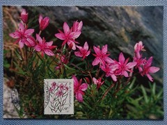 First Day Cover 13 October 1983 Endangered Alpine Flowers Butcher’s Willowherb