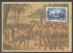 ✔️ Deutsches Reich Colonies 1910 KAMERUN RARE POSTCARD – REPRODUCTION