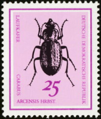 DDR #Mi1414 MNH 1968 Ground Beetle [1051]