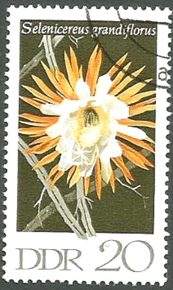 German Democratic Republic Scott# 1254, Flowering Cactus, Unused CTO, 1970