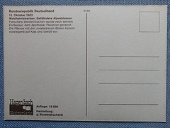 First Day Cover 13 October 1983 Endangered Alpine Flowers Butcher’s Willowherb