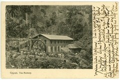 Germany ReichPost Offices in China Postal Photo Card Ceylon Tea Factory 1903