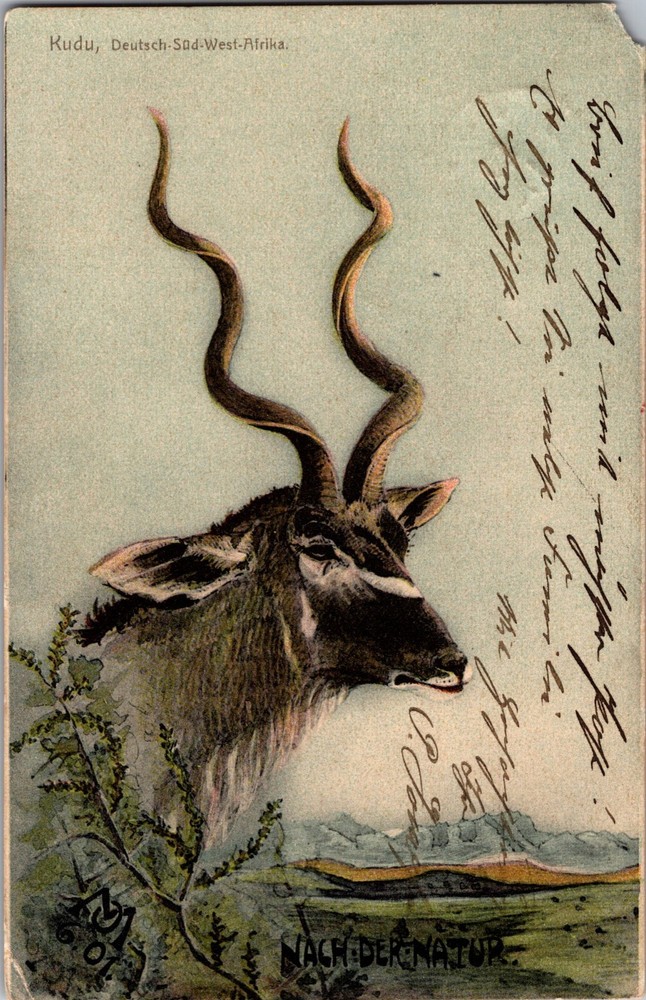 1903 German Namibia Swakopmund Kudu Picture Postcard Cover to Berlin