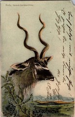 1903 German Namibia Swakopmund Kudu Picture Postcard Cover to Berlin