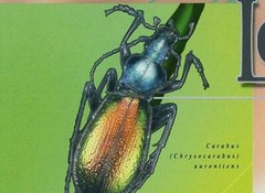 Beetles Stamp Carabus Auronitens Ips Typographus S/S MNH #2983-2986