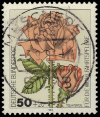 GERMANY B600 – Garden Roses „Tea-Rose Hybrid“ (pb46479)